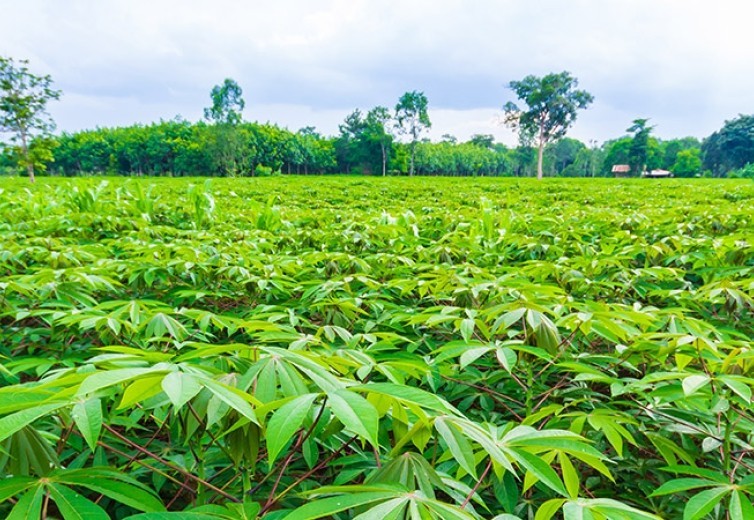 USDA Allocates $29.8 Million to Lutheran World Relief for Food Security Advancement in Togo
